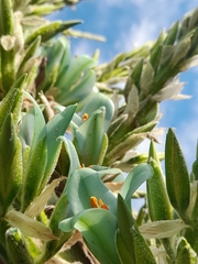 Puya alpestris