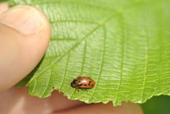 Chrysomela mainensis