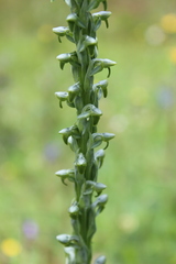 Platanthera volcanica