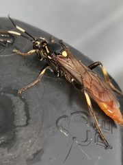 Protichneumon pisorius