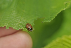 Chrysomela mainensis