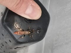 Protichneumon pisorius