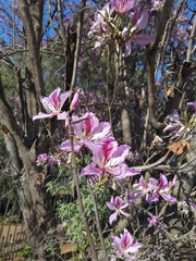 Bauhinia variegata