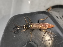 Protichneumon pisorius