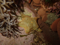 Asterina gibbosa