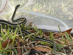 Thamnophis proximus orarius