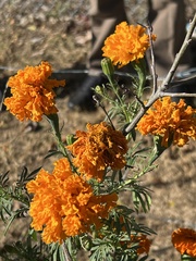 Tagetes