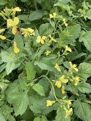 Rhamphospermum nigrum