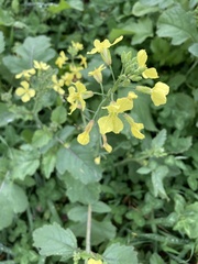 Rhamphospermum nigrum