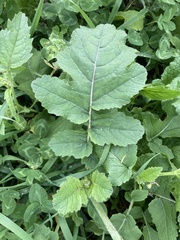 Rhamphospermum nigrum