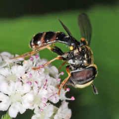 Paragus