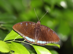 Tanaecia whiteheadi