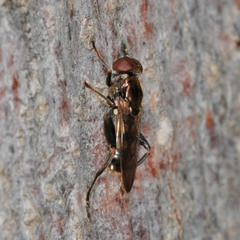 Chalcosyrphus nemorum
