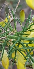 Ulex europaeus