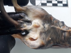 Holochilus chacarius