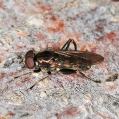 Chalcosyrphus nemorum
