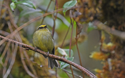 Yellow-bellied Chat-Tyrant (Silvicultrix diadema), photo 9
