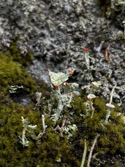 Cladonia verticillata