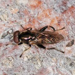 Chalcosyrphus nemorum