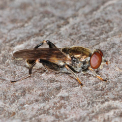 Chalcosyrphus nemorum