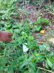 Oenothera tetraptera