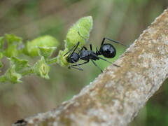 Polyrhachis gagates