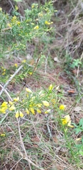 Ulex europaeus