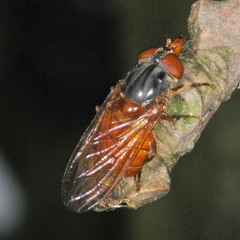 Rhingia