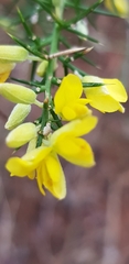 Ulex europaeus
