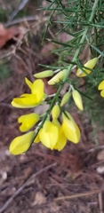 Ulex europaeus