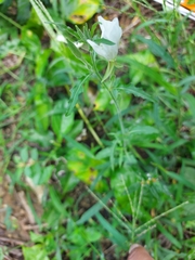 Oenothera tetraptera
