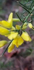 Ulex europaeus
