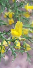 Ulex europaeus