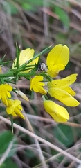 Ulex europaeus