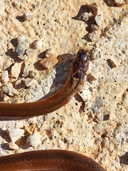 Coniophanes meridanus