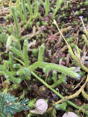 Lycopodium