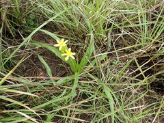 Hypoxis hemerocallidea