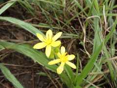 Hypoxis hemerocallidea
