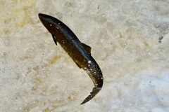 Salmo salar