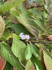 Viburnum farreri