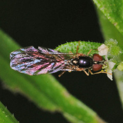 Baccha elongata