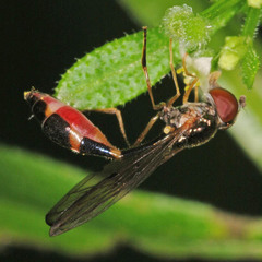 Baccha elongata
