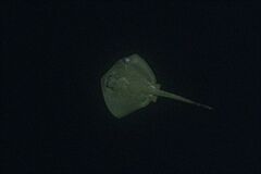 Pastinachus ater