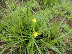 Hypoxis hemerocallidea