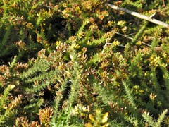 Ulex minor