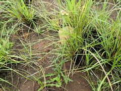 Erigeron primulifolius