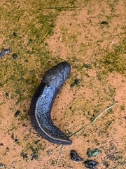 Milacidae