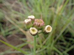 Erigeron primulifolius