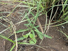 Erigeron primulifolius