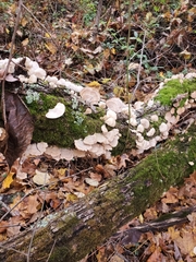 Trametes pubescens